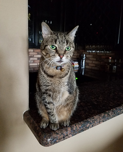 A three-legged tabby cat sits on a bar