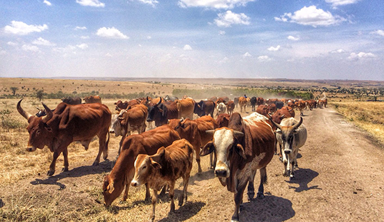 A herd of African cattle
