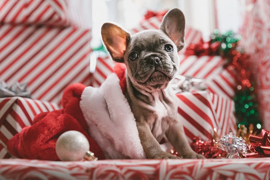 puppy sitting among wrapped Christmas presents