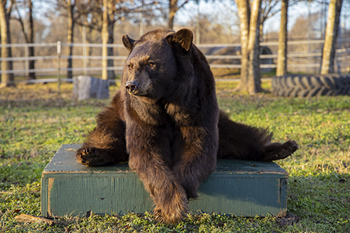 Lady sitting in the sun at the bears’ off-campus enrichment facility