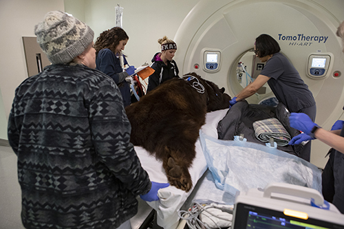A team of VMTH staff prepares Lady to enter the TomoTherapy system.