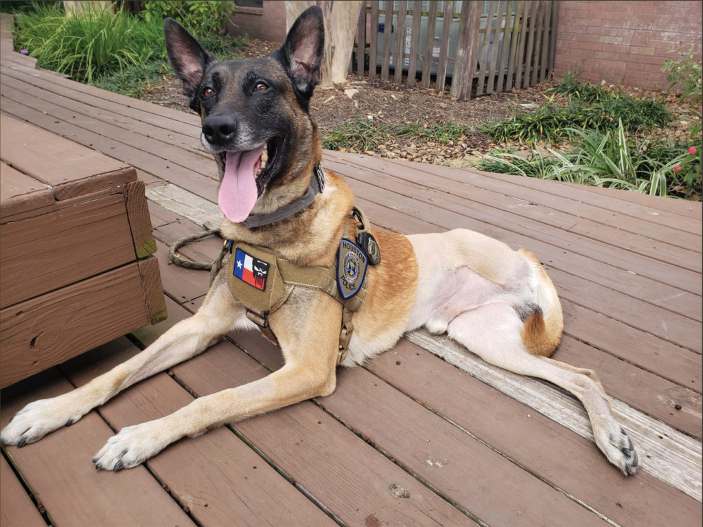 dog with three legs in police dog vest
