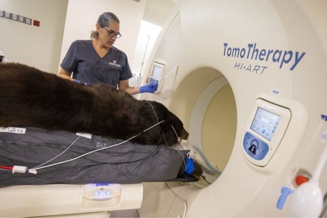 technician treats a bear using tomotherapy macine