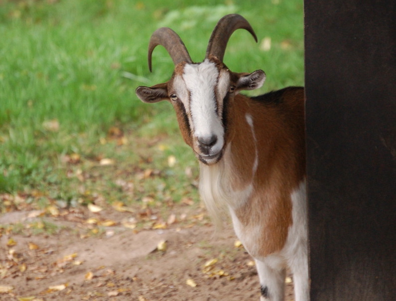 A male goat peers around a wall in front of a field of grass