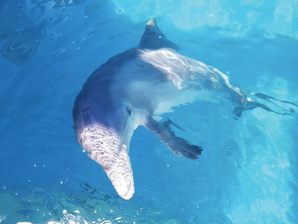 a dolphin in blue water