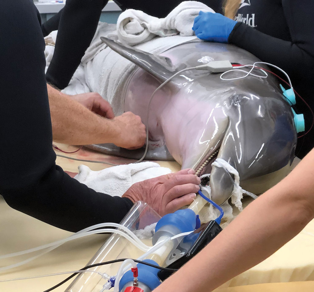 dolphin prepared for surgery