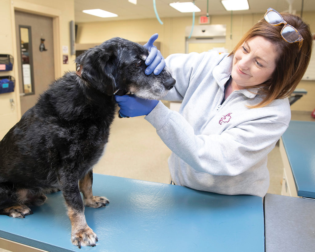 Whitaker examining a dog