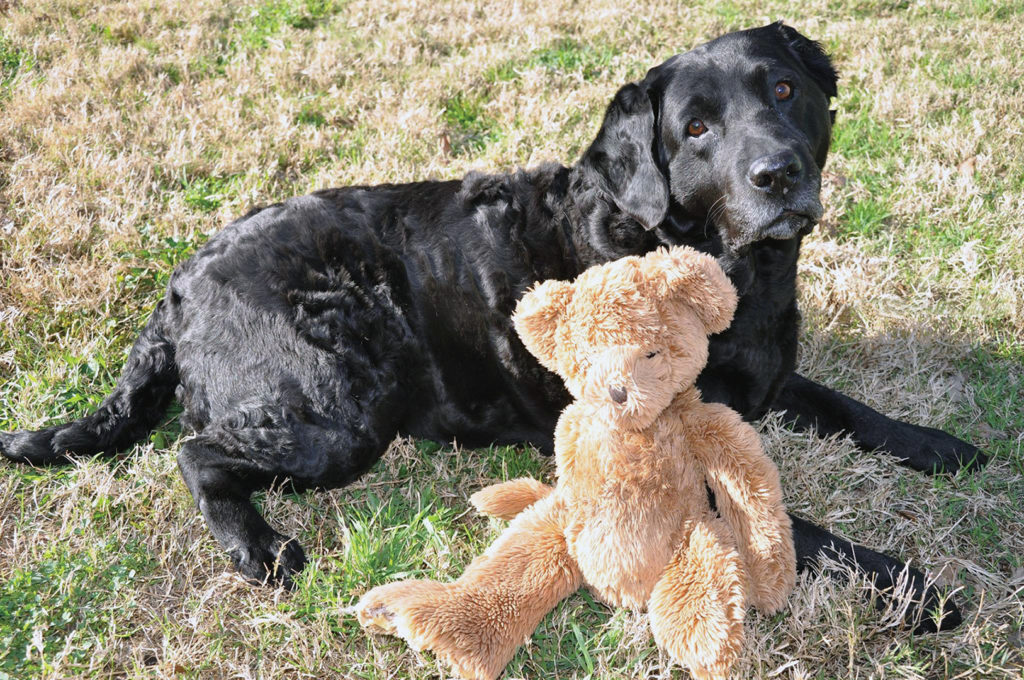 black lab dog Jetty laying on the grass with a teddy bear