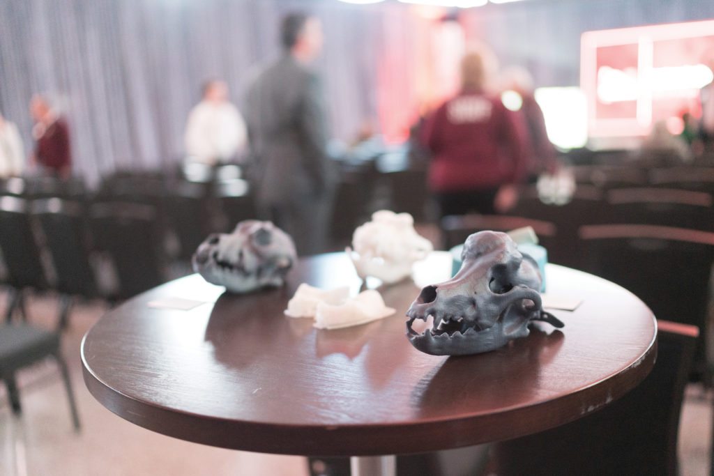 Three models of dog skulls sitting on a table