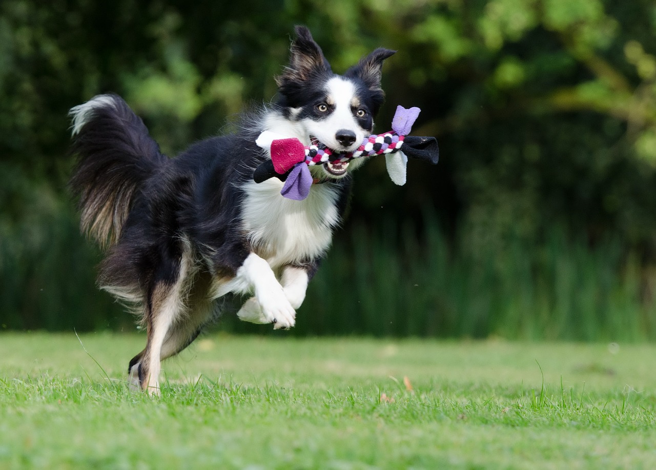 Black and white dog running in field with rope toy in mouth