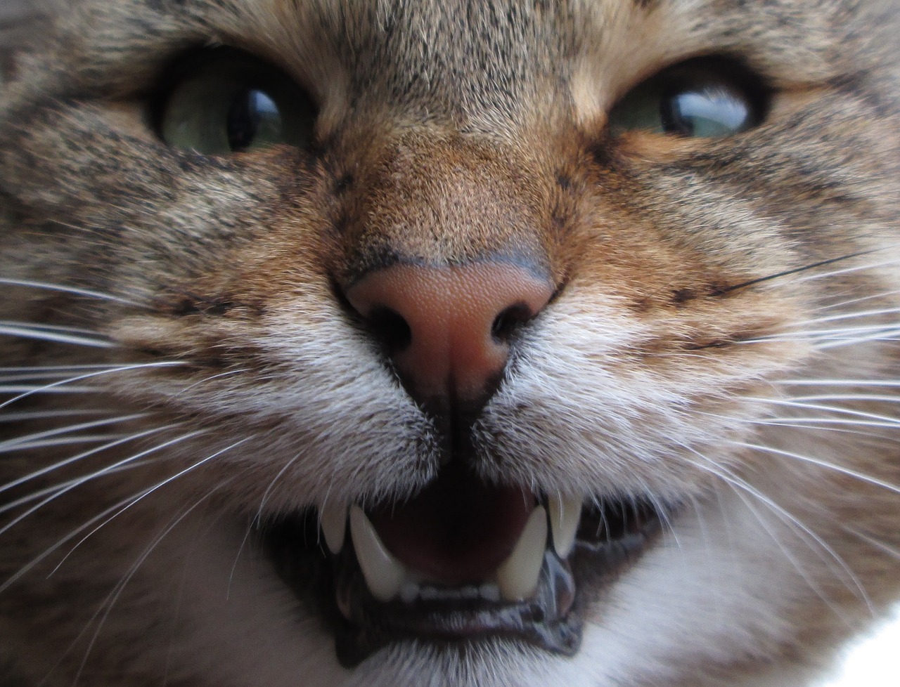 Up-close shot of a cat's face with the mouth open, showing teeth