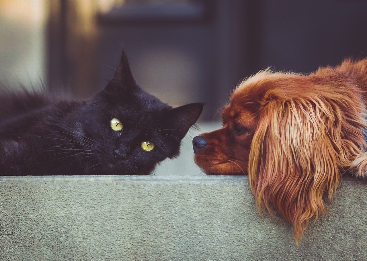 a black cat lays next to a brown spaniel