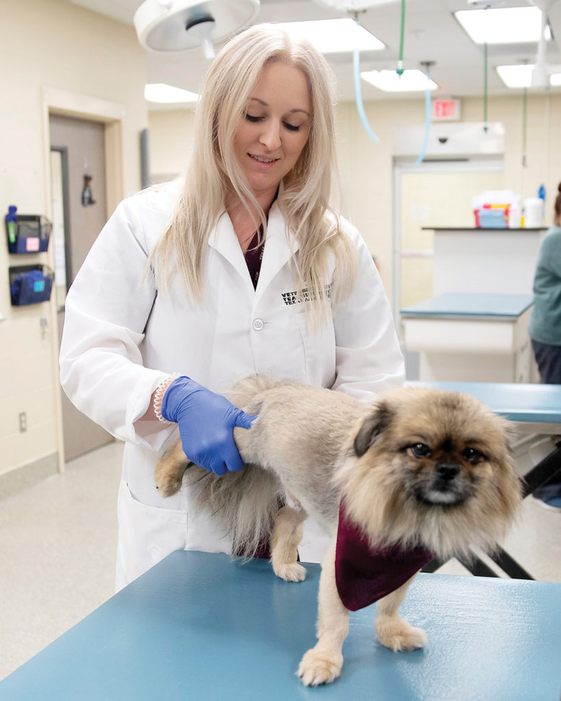 Dr. Whitney Hinson stretching a dog's leg