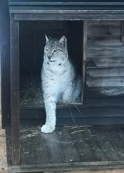 Kisa the lynx in a shelter at the Texas A&M wildlife center