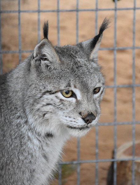 Close up on Kisa the lynx's face at the Texas A&M wildlife center