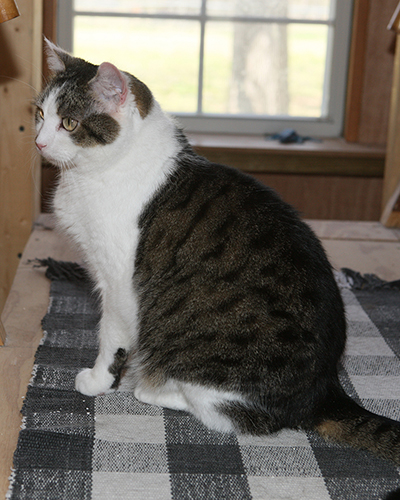 CC, a white and brown tabby cat