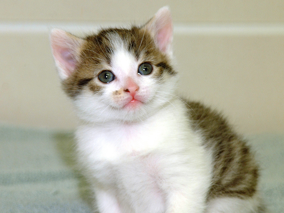 Texas A&M Says Goodbye to CC, World's First Cloned Cat | VMBS News