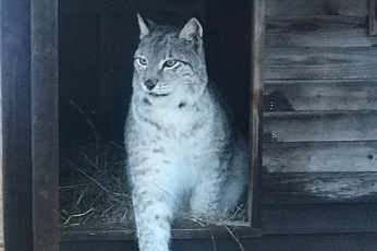 a grey lynx in a wooden habitat
