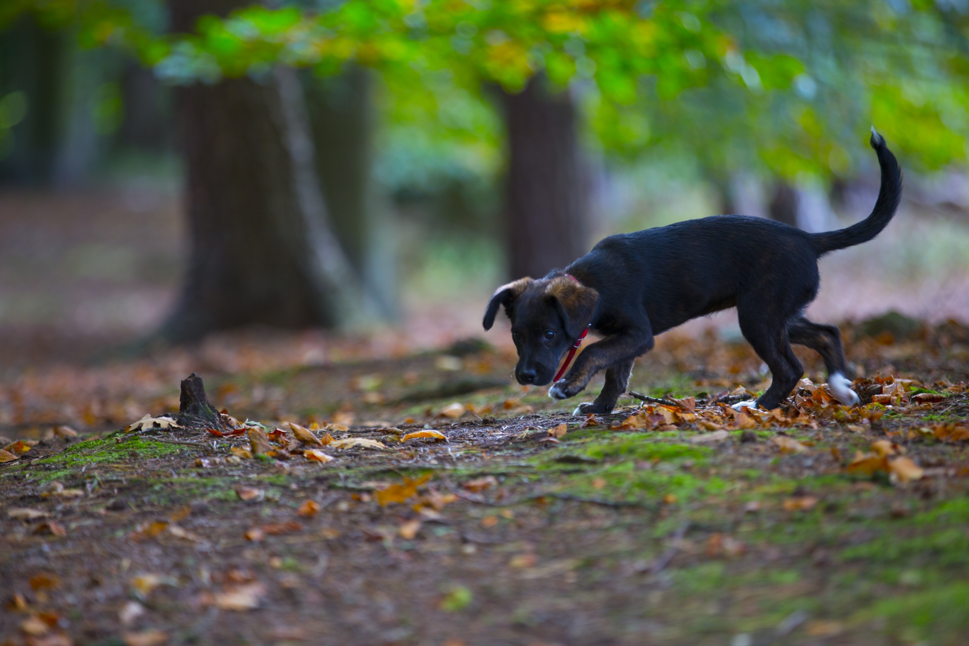 A black puppy sniffs at the ground outside