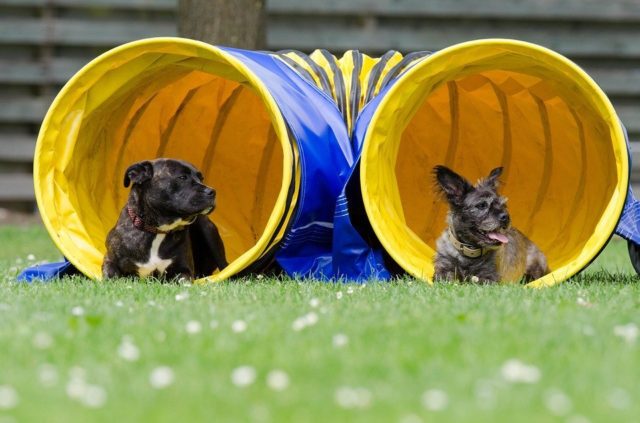 Dogs in tunnel