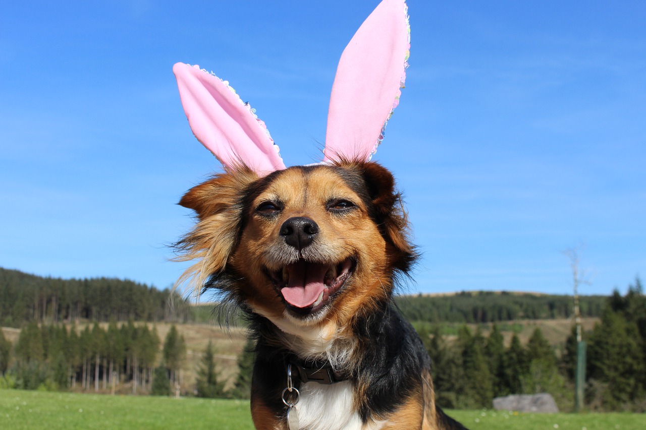 Dog wearing pink bunny ears
