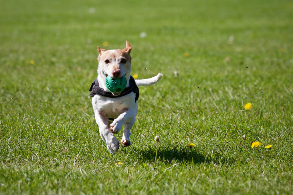 Hobby Hazards: Maintaining a Pet-Safe Environment | VMBS News