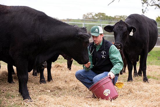 Kale Johnson feeding cattle