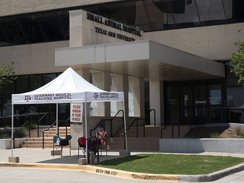 Texas A&M VMTH Curbside Admission, Discharge Update | VMBS News
