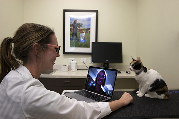 Two veterinarians use telemedicine to communicate through a computer on how to treat a cat