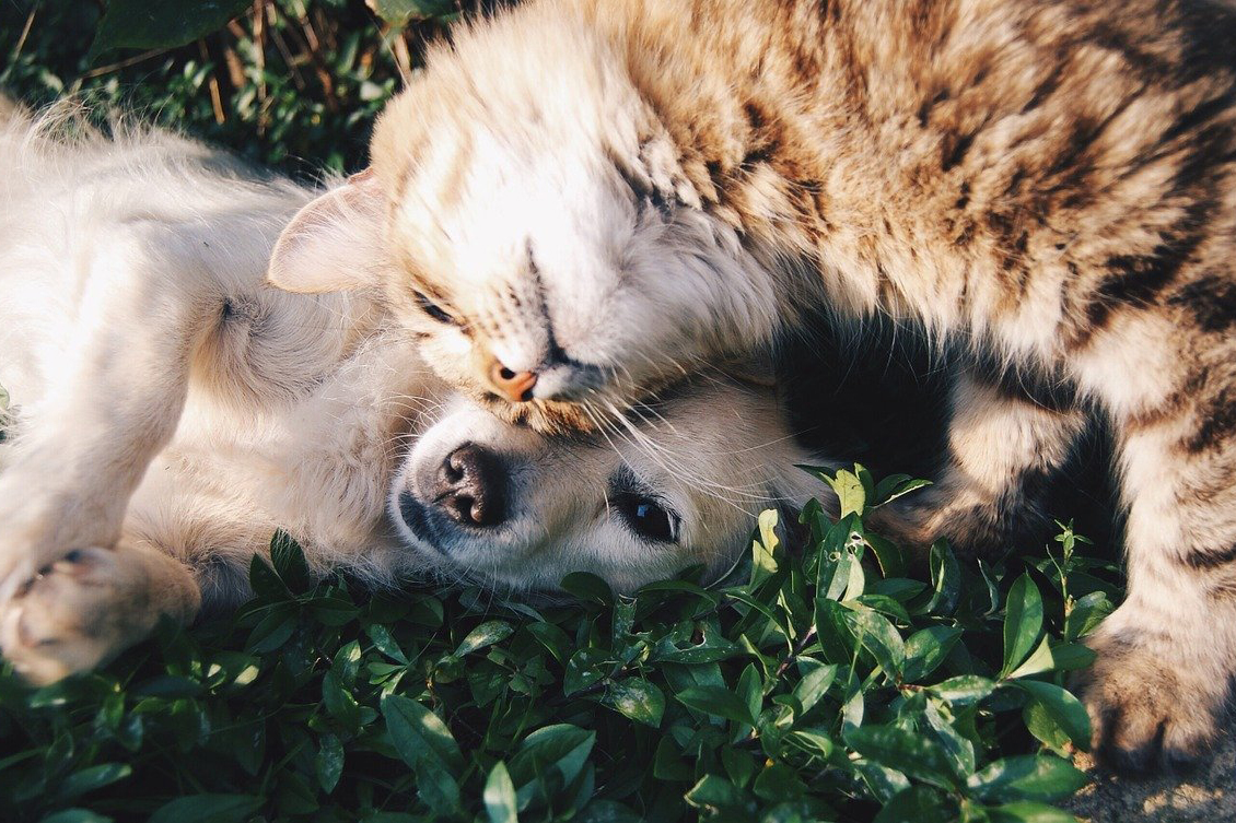 dog and cat rubbing heads