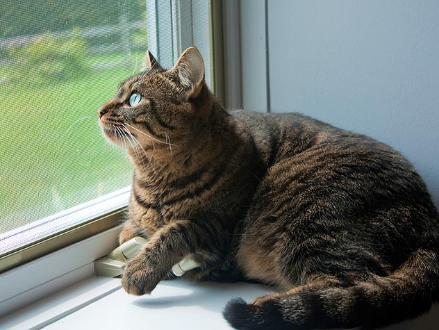 A brown tabby cat looking out the window