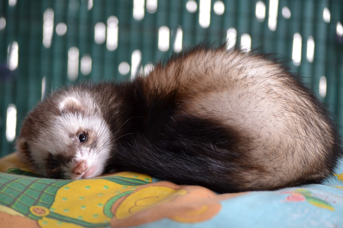 A ferret curled up