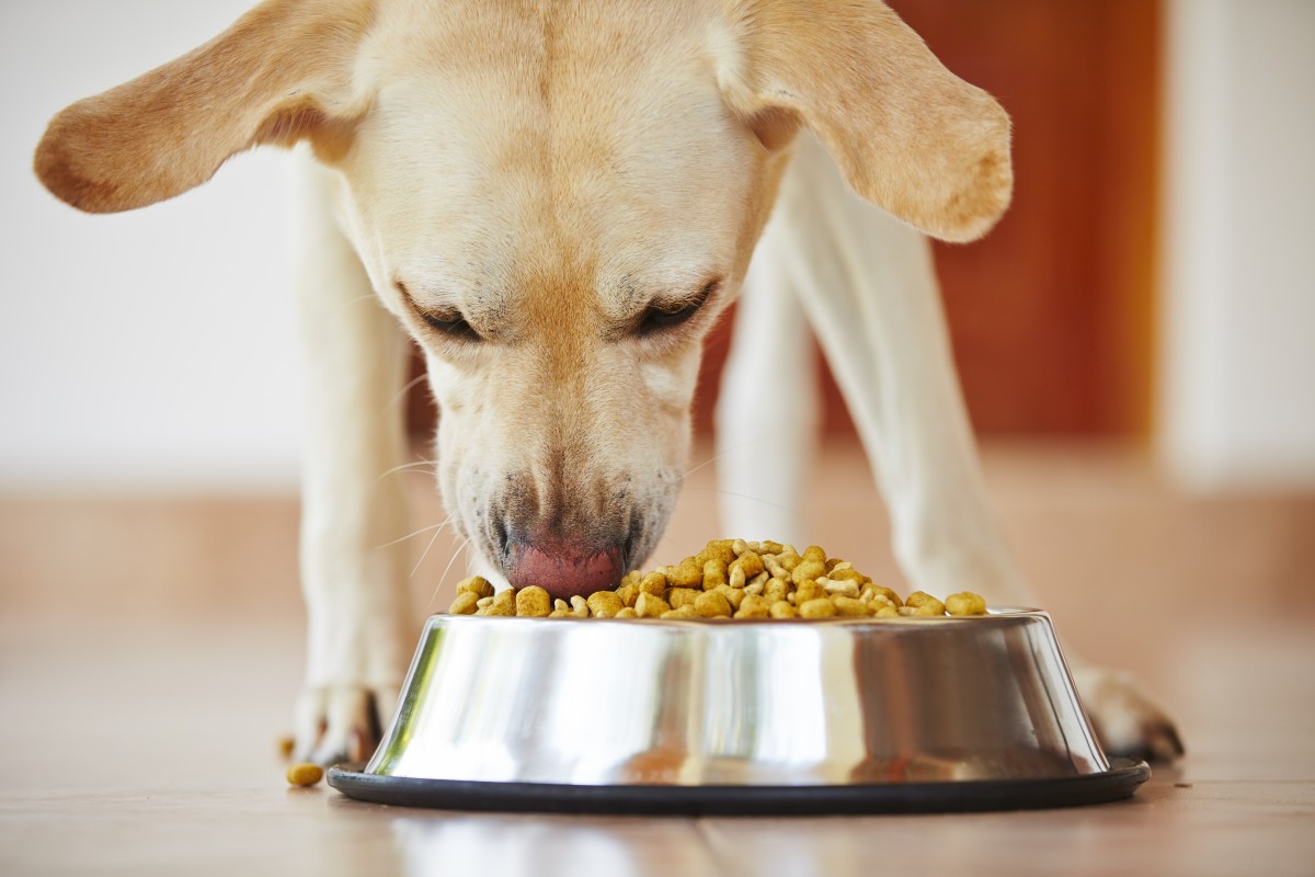Yellow dog eating food out of a dog bowl