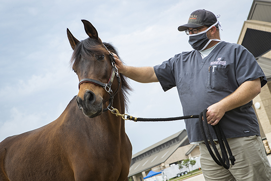 LAH veterinary technician David Kindt Jr. pets Nadar the horse