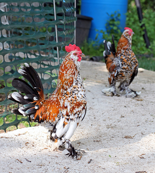 Two roosters with feathered feet