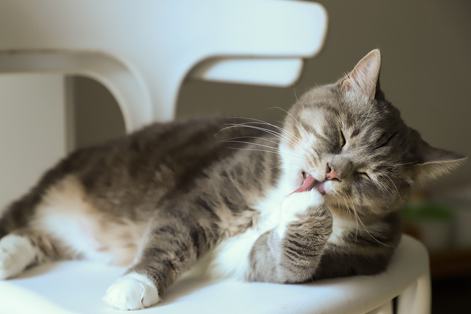 Don't Brush Off Feline Dandruff - CVMBS News