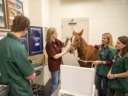Dean Green teaching students how to ultrasound a horse