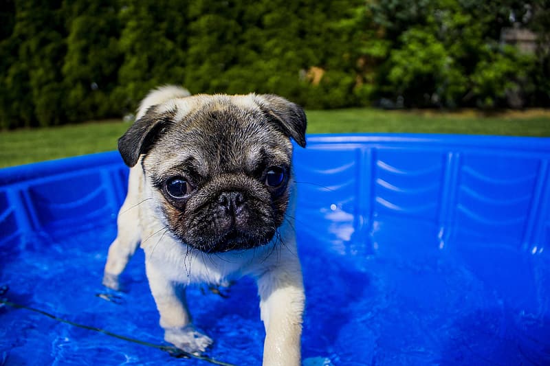 Pug playing in a kiddie pool