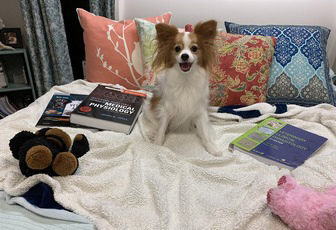 a small dog with books and stuffed animals on a bed