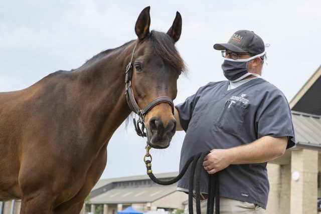 a veterinarian wearing a mask leads a horse