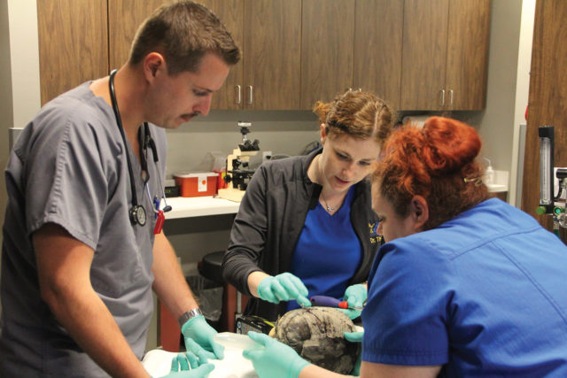 Dr. Thielen attaches screws to a turtle's shells while a veterinary technician and veterinary student assist