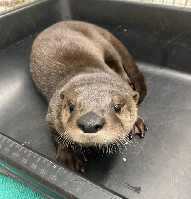 An otter sits in a metal bin