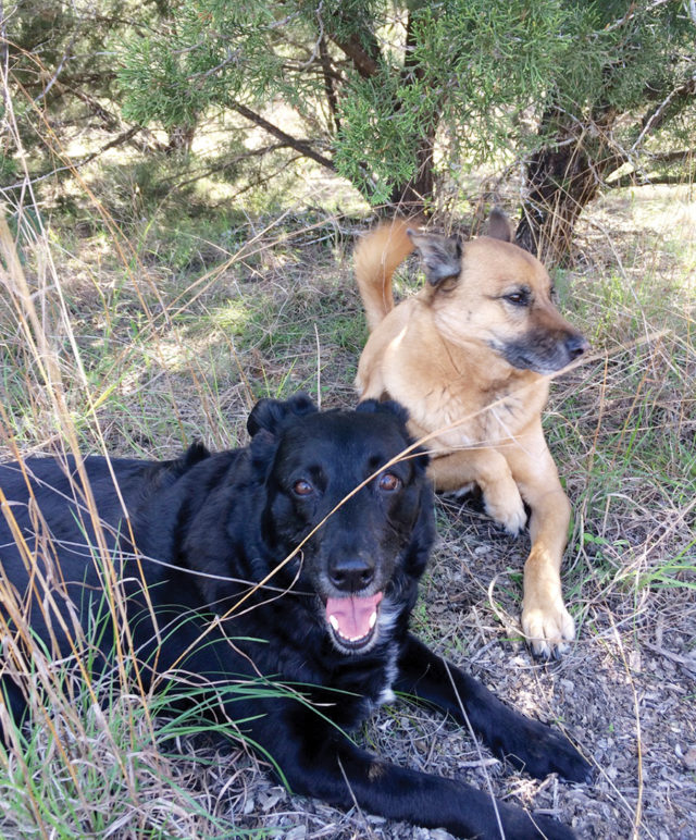 A black dog and a brown dog lay down under a tree
