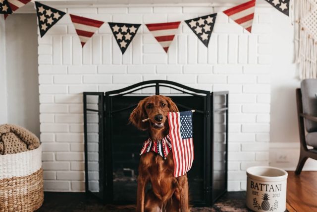A red dog sits in front of a fire place with an American flag in its mouth and Fourth of July decorations