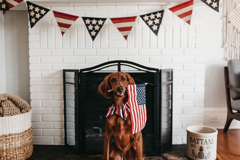 A red dog sits in front of a fire place with an American flag in its mouth