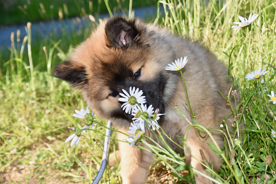 A fluffy puppy sits in a field of white daisies, sniffing a flower