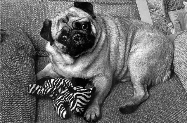Lucky the pug (black and white photo)
