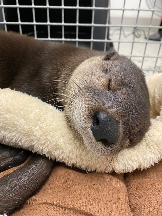 An otter at the Texas A&M Small Animal Hospital