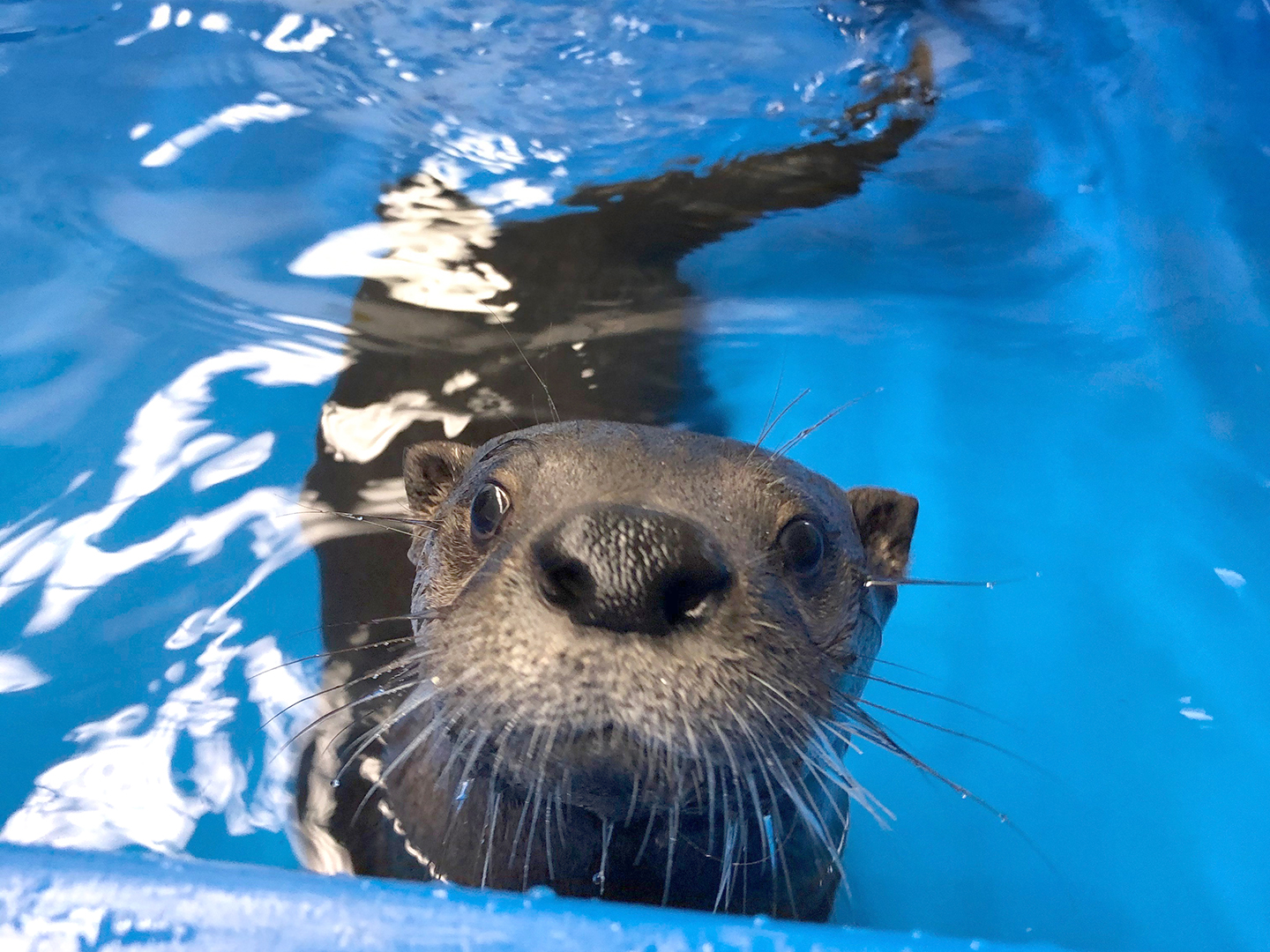 An otter swimming