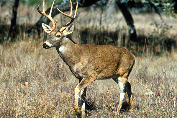 A male white-tailed deer
